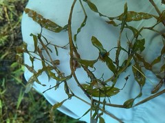 Potamogeton gramineus