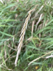 Elymus repens