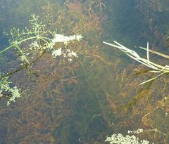 Potamogeton gramineus