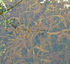 Potamogeton gramineus