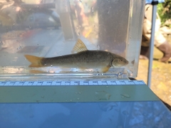 Campostoma spadiceum