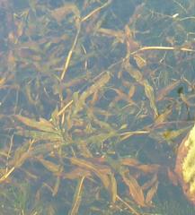 Potamogeton gramineus