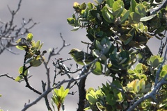 Crithagra mozambica