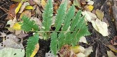 Dryopteris goldieana