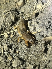 Gryllotalpa gryllotalpa