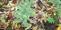 Dryopteris goldieana