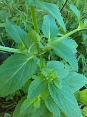 Scrophularia auriculata