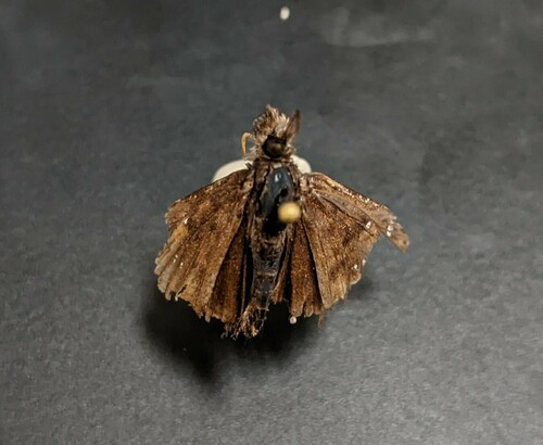 iNaturalist observation photo of Duskywings