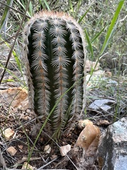 Echinocereus reichenbachii caespitosus