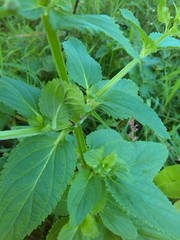 Scrophularia auriculata