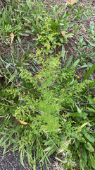 Artemisia annua