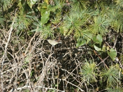 Vireo philadelphicus
