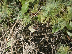 Vireo philadelphicus