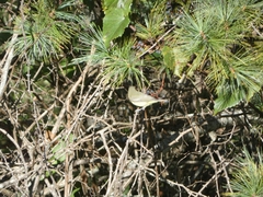 Vireo philadelphicus