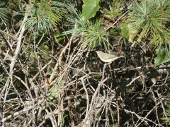 Vireo philadelphicus