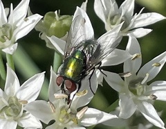 Lucilia sericata