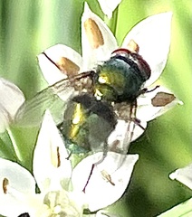 Lucilia sericata