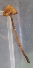 Pholiotina rugosa