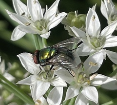 Lucilia sericata