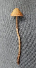 Pholiotina rugosa