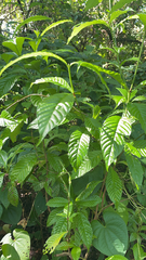 Psychotria nervosa