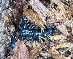 Heterometrus spinifer