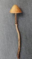 Pholiotina rugosa