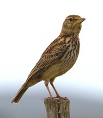 Galerida magnirostris
