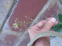 Capsella bursa-pastoris