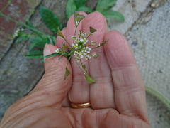 Capsella bursa-pastoris