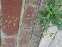 Capsella bursa-pastoris