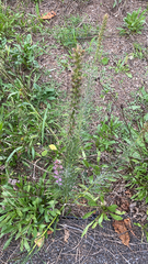 Liatris pycnostachya