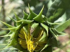 Neotephritis finalis