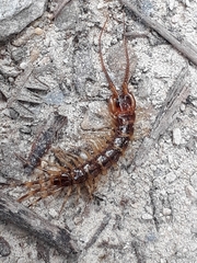 Lithobius variegatus