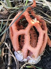 Clathrus ruber
