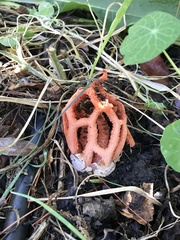 Clathrus ruber