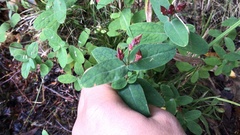 Hypericum virginicum