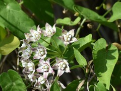 Funastrum cynanchoides