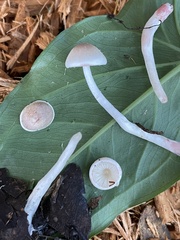 Psathyrella