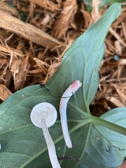 Psathyrella