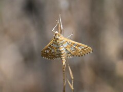 Epipagis fenestralis