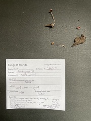 Psathyrella