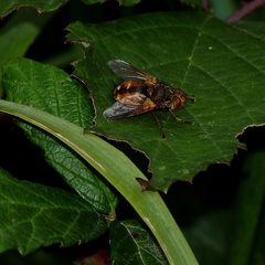 Tachina fera