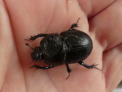 Geotrupes stercorarius