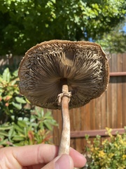 Chlorophyllum
