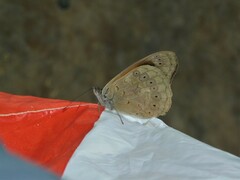 Sevenia occidentalium