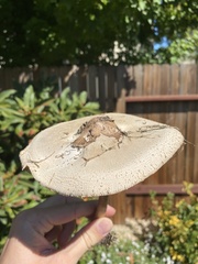 Chlorophyllum
