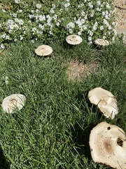 Chlorophyllum