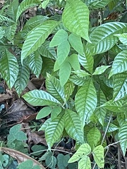 Psychotria nervosa