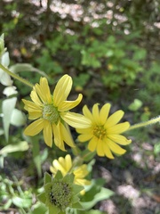 Silphium mohrii